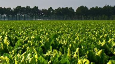 foto di campo coltivato