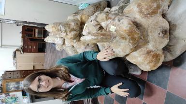 La dott.ssa Giulia Bosio con vertebre del Perucetus