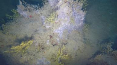 foto di fondale marino