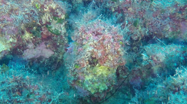 Coralli