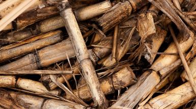 foto di tronchi di legno