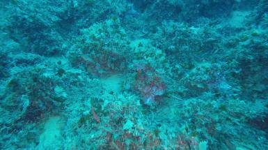 immagine fondale marino