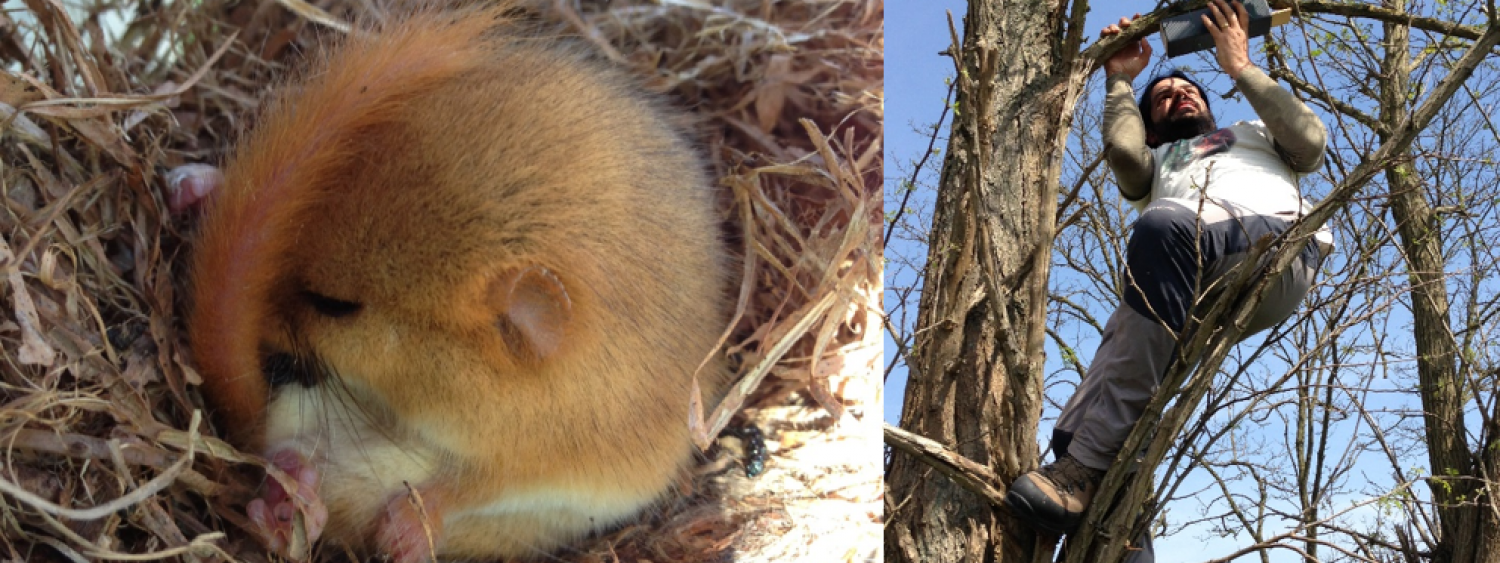Monitoraggio di moscardino (Muscardinus avellanarius), specie inclusa nell’Allegato IV della Direttiva Habitat (92/43/CEE). a) individuo in letargo all’interno di un nest-tube; b) collocazione di un nest-tube.