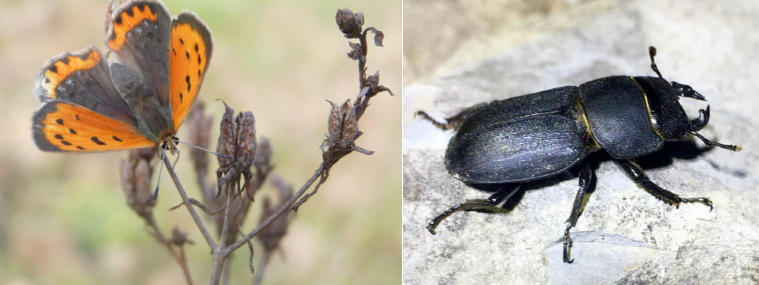 Censimenti e monitoraggi entomofauna: Lepidotteri ropaloceri (nelle foto Lycaena phlaeas, a sx) e Coleotteri (Dorcus parallelipipedus a dx)