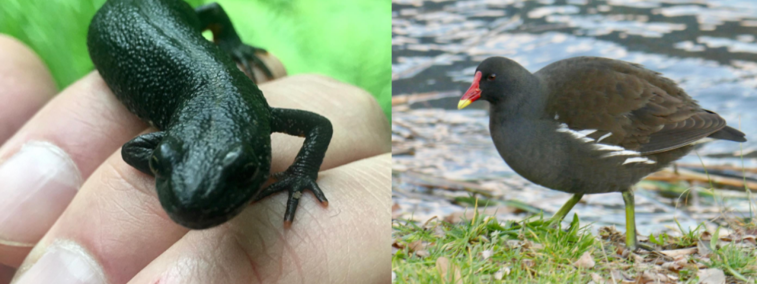 Censimenti e monitoraggi fauna vertebrata: anfibi (Triturus carnifex, a sx) e uccelli (Gallinula chloropus a dx).