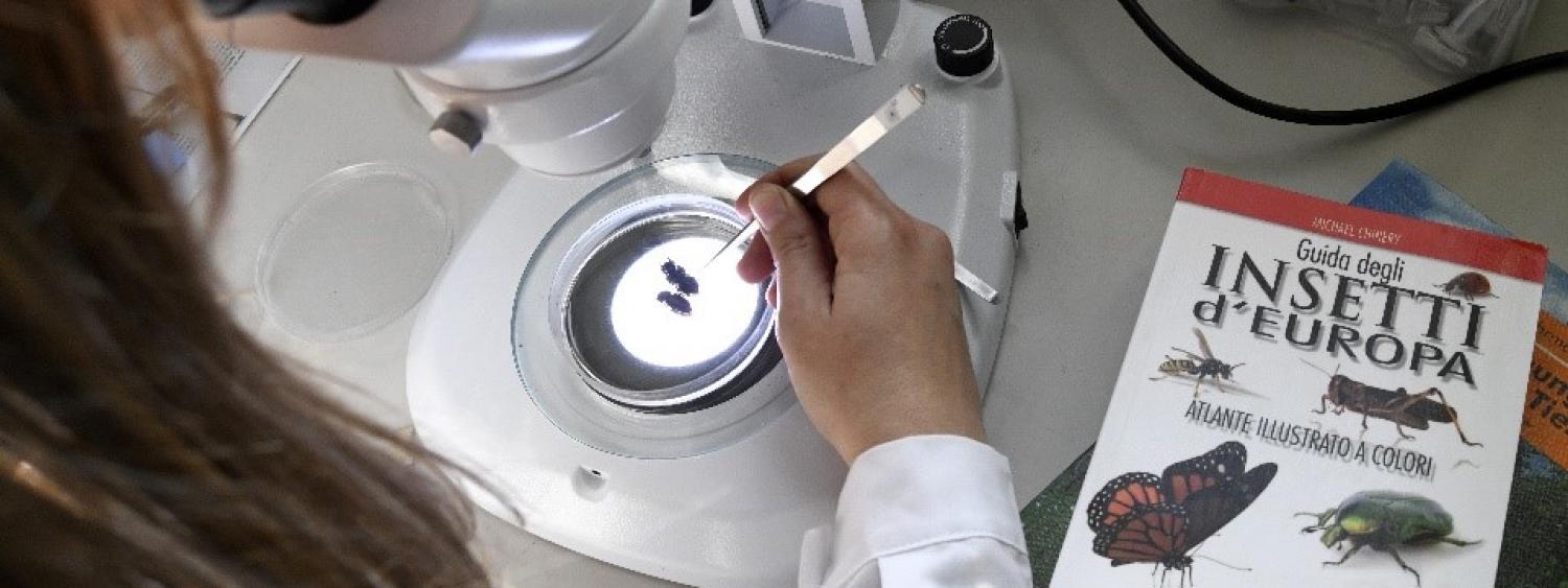attività di laboratorio nell'ambito delle attività del laboratorio di ecologia del paesaggio