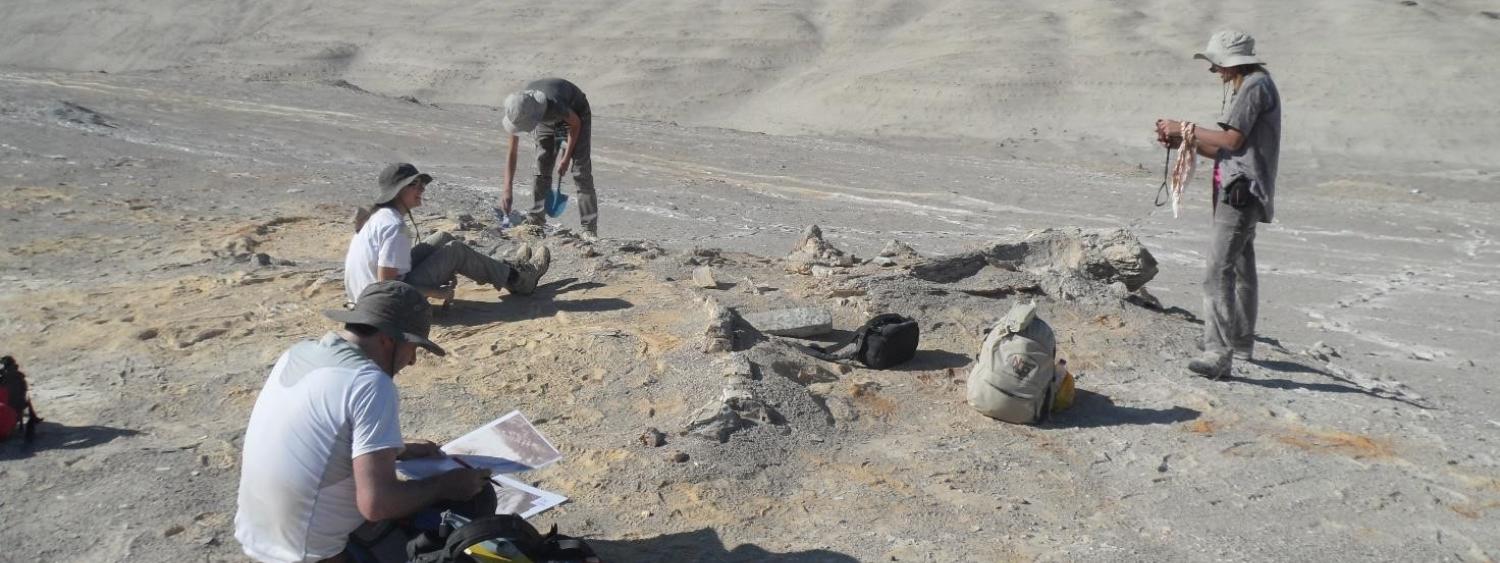 2 - I geologi e paleontologi delle Università di Milano-Bicocca, Pisa e Camerino studiano uno scheletro fossile di balena nel Deserto di Ica. Credits_ A.Gioncada.jpg