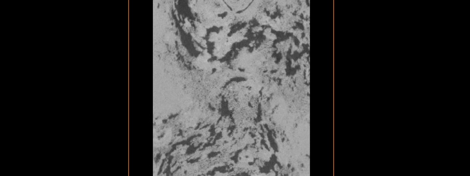 Vertical section of organogenic limestone