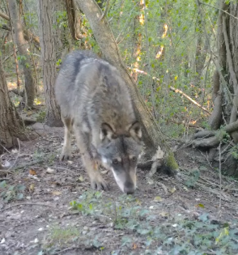 Monitoraggio del lupo nella pianura padana centrale (Canis lupus, ® Francesco Cecere, Riserva Naturale “Le Bine” ) per mezzo di fototrappola. Monitoraggio del lupo nella pianura padana centrale (Canis lupus, ® Francesco Cecere, Riserva Naturale “Le Bine” ) per mezzo di fototrappola.