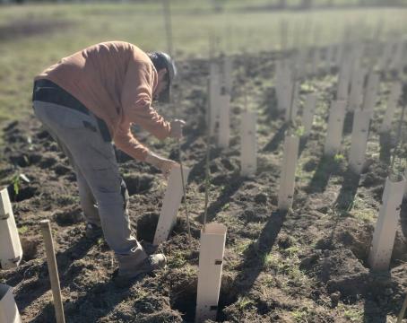 Foto di piantumazione di alberi nel contesto di progetto PNRR