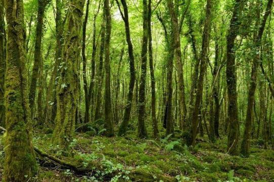 foto di tronchi di alberi in un bosco