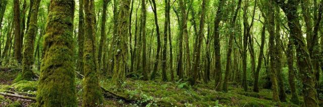 alberi
